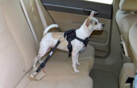 Keep Your Carnine Safe with the 10 Best Dog Seat Belts
