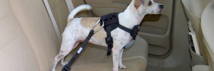 mighty paw vehicle safety dog harness