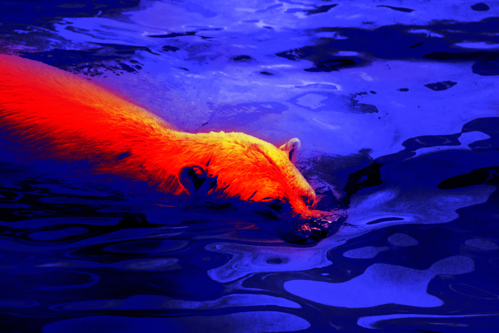 a bear as it appears through a thermal imaging monocular