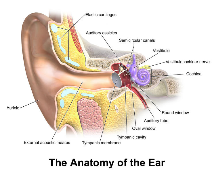 diagram of the outer, middle and inner ear